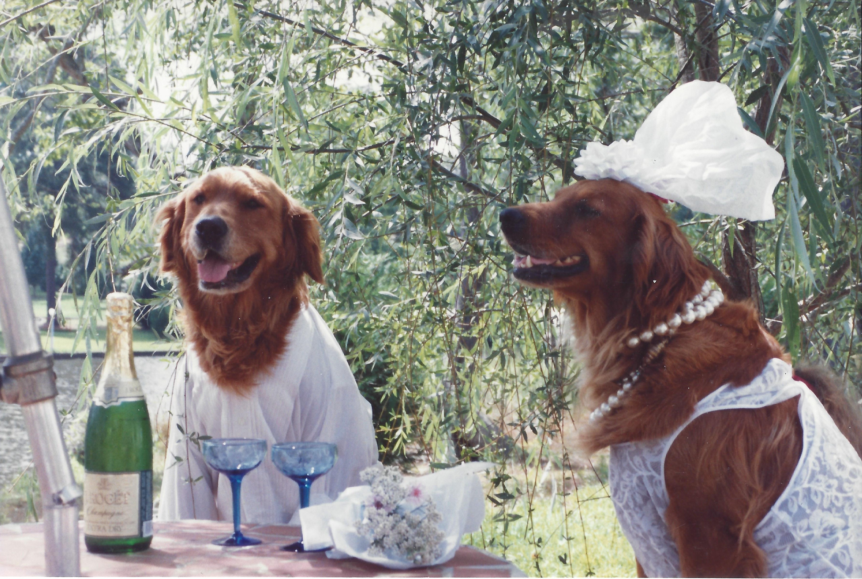 Freeway and Lucy's wedding after Butch found them their forever home.